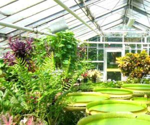 Greenhouse Farming: Business Plan And Guide For Beginners