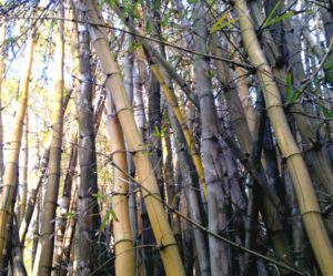 Bamboo Farming
