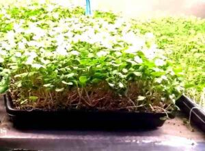 Best Microgreens Farming Guide For Beginners