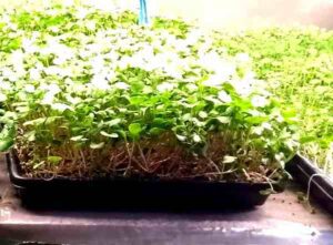 Microgreens Farming