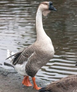 African Goose: Origin, Characteristics, Uses, Photo