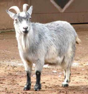 How to Help A Pygmy Goat Gain Weight