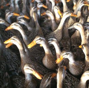 Alabio Duck: Origin, Characteristics, Uses