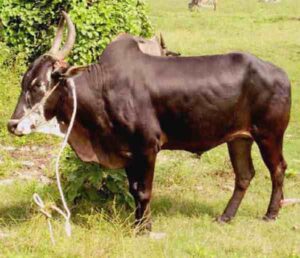 Alambadi Cattle Farming