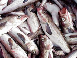 Alaska Pollock Fish Characteristics, Diet, Breeding