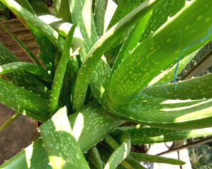 Aloe Vera Farming