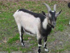 Alpine Goat: Origin, Characteristics, Uses