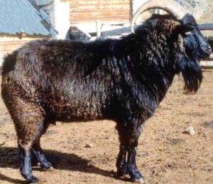 Altai Mountain Goat