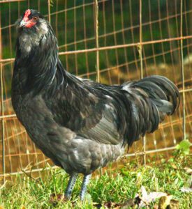 Ameraucana Chicken: Characteristics & Best 23 Facts