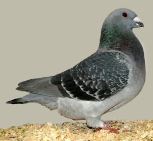 Racing Homing Pigeons: Best 15 Facts