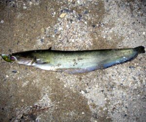 Amur Catfish