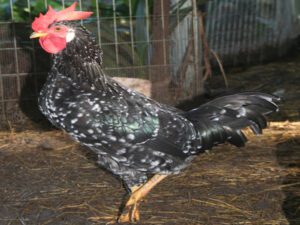 Best Poultry Breeds For Profitable Poultry Farming
