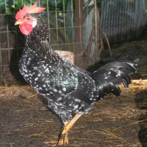 Ancona Chicken Farming Business Starting Plan