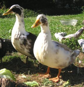 Ancona Duck Characteristics, Origin & Uses Info