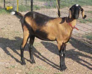 Anglo Nubian Goat Farming