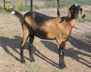 How to Take Care of Nubian Goats?