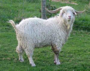 Angora Goat Farming