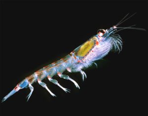 Antarctic Krill