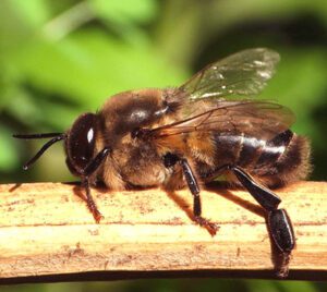 Honey Bee Species