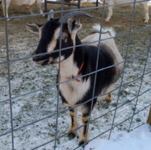 Arapawa Goat: Origin, Characteristics, Uses