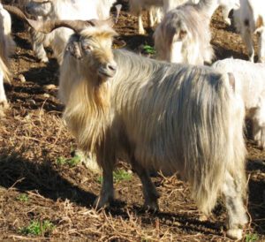 Argentata dell’Etna Goat: Origin, Characteristics, Uses