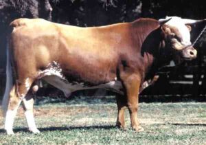 Argentine Criollo Cattle Farming Business Plan
