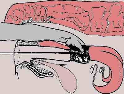 ArtificialInseminationofCattle