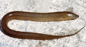 Asian Swamp Eel