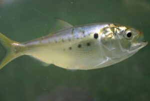 Atlantic Menhaden Fish