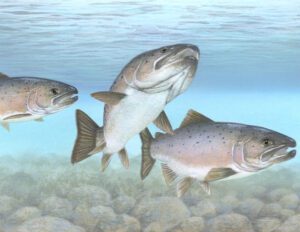 Atlantic Salmon: Characteristics, Diet, Uses, Photo