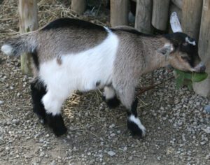 How To Attract A Goat When It Escape? 6 Easy Steps!