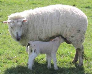 Aussiedown Sheep Characteristics, Origin, Uses