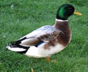 Australian Spotted Duck