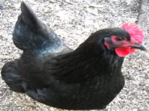 English Poultry Breeds