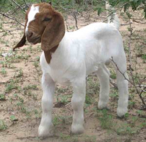 Required Vitamins And Minerals For Baby Boer Goats