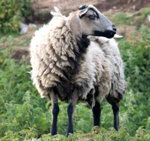Badger Face Welsh Mountain Sheep Characteristics