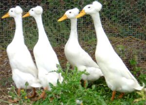 Bali Duck Farming: Business Plan For Beginners