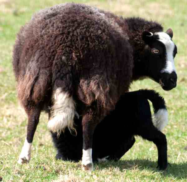 Balwen Welsh Mountain Sheep Characteristics & Uses