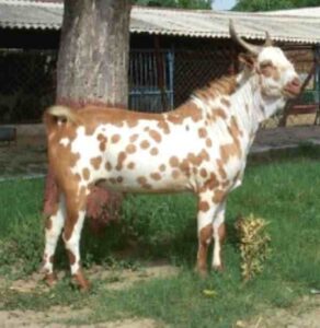 Barbari Goat Farming