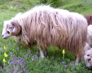 Bardoka Sheep Characteristics, Origin, Uses