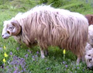Bardoka Sheep: Characteristics, Uses, Photo
