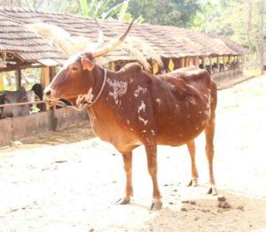 Bargur Cattle Characteristics, Uses & Origin