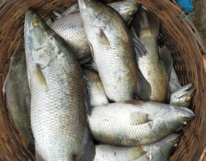 Barramundi Fish Farming