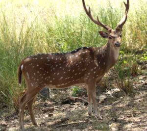 Deer Housing