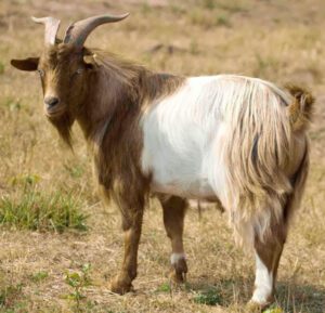 How To Make Goat Hair Soft?