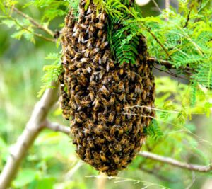 Feeding Honey Bees Sugar Water