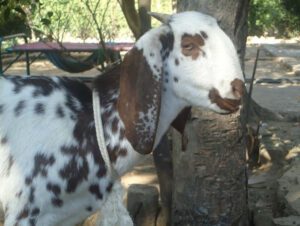 Beetal Goat Farming: Start Profitable Business