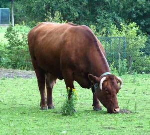 Belgian Red Cattle Characteristics, Origin, Uses