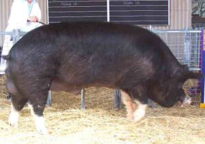 berkshire pig