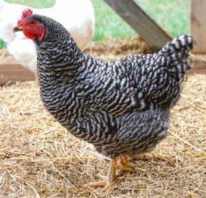Plymouth Rock Chicken Characteristics, Origin, Uses